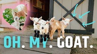 The Most Adorable 10 Minutes Of Your Day | Mini Goats Playing