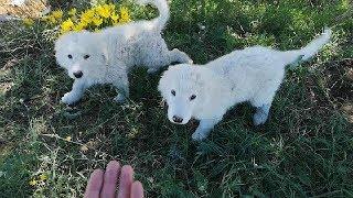 SALVATAGGIO di 2 CUCCIOLOTTI MAREMMANI, abbandonati sul ciglio di una strada di campagna - Laterza