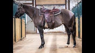 "Lucy" DR Lucys Cat, 3yr AQHA Filly | Lakeland College Canada