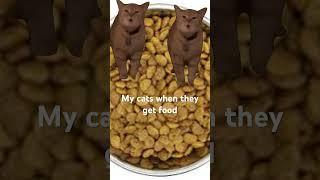 Cats With food