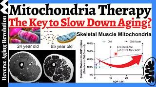 Reverse Muscle Aging by Mitochondrial Therapy - New Research