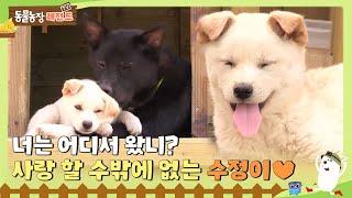 [TV 동물농장 레전드/SUB] 너는 어디서 왔니? 사랑 할 수 밖에 없는 강아지 ‘수정이’  #TV동물농장 #AnimalFarm #SBSstory