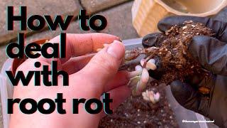 Taking care of root rot on a sedum jelly beans. Succulent care