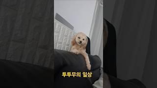투투무의 일상 #말티푸 #투투무 #tutumu