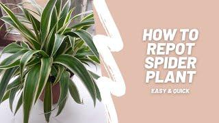 How to repot spider plant | Easy and quick!