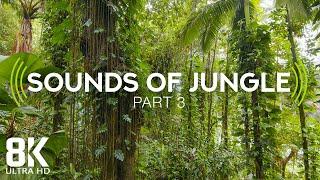 Incredible Jungle Sounds 8K - Exotic Birds Singing in Tropical Rainforest 8 HOURS - Part #3