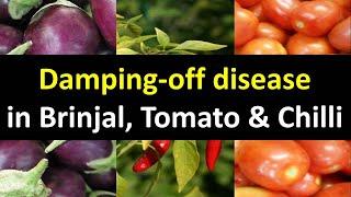 How to manage Damping off disease in Brinjal, Tomato & Chilli