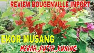 REVIEW BOUGENVILLE EKOR MUSANG | BOUGENVILLE JENIS IMPORT |PINK,MERAH DAN PUTIH