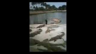 Death of the Crocodile Handler in ivory coast