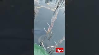 щука  монстр ,рыбалка на  лодке ,отдых ,щука  на  жерлицы