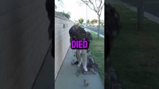 Worst Ways People Have Died  Part 38