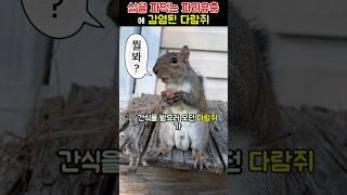 파리에게 감염된 다람쥐 구조, 근데 사람도 감염된다고?