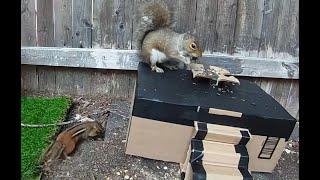 Mellie the Chipmunk - sneaks around Squirrel.