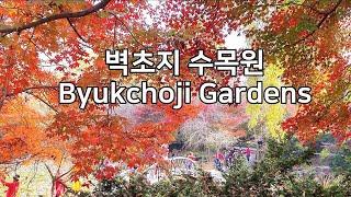 [벽초지수목원] 서울근교 단풍명소, 가을꽃명소 Autumn Leaves, Near Seoul