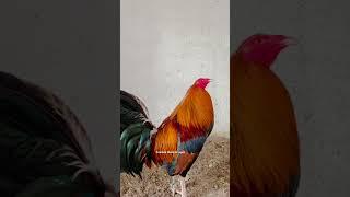 Kelso mesa de reyes #kelso #rooster #chicken #gallinas #birds