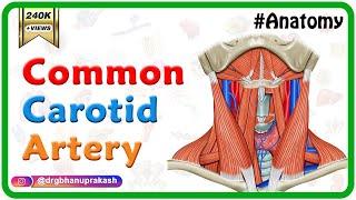 Common carotid Artery Anatomy  - Origin , Course , Relations , Branches , Clinical anatomy - USMLE