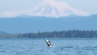 Bigg's Killer Whale "T-Party" (2023) - Bethany Shimasaki, Western Prince Whale Watching