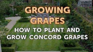 How to Plant and Grow Concord Grapes