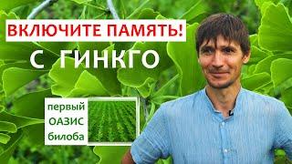 Лекарства из гинкго билоба. Как вырастить гинкго для всей страны