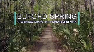 DIVING BUFORD SPRING - THE BEST CAVERN IN FLORIDA?