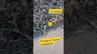 #жизньвтехасе #техас #февраль2023 #жизньвсша