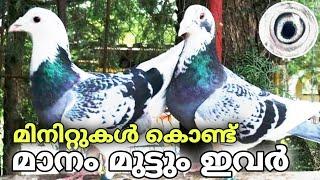 #risingpigeons Kerala Rising pigeons | Pigeons | Rising | Kerala Pigeons