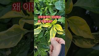 고추잎색이 왜이럴까요? 댓글좀 부탁드려요. 괴산젊은농부 #shorts