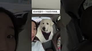 有点扫兴 我的萌宠萌宠出道计划治愈精神抚慰犬狗狗@DOU+小助手