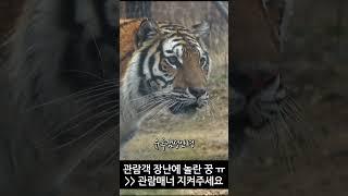 [관람매너] 범궁이 놀래키지 마세요! #무궁, #태범, #tiger, #shorts