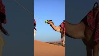 Top 3 Sahara Desert Adventures Dune Trekking Delights ️