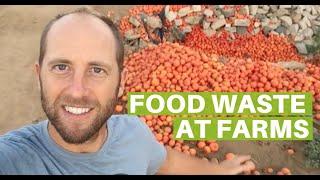 Food is Wasted in Massive Amounts at Farms in the USA