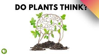 Plants Are Smarter Than You Realize