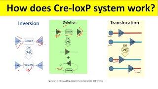 Cre Loxp Recombination System | Cre Lox System for beginners | @BiologyLectures