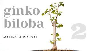 Ginkgo Biloba Bonsai - Repotting #2