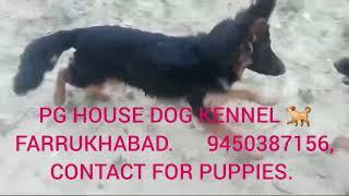 PG HOUSE DOG KENNEL, FARRUKHABAD #dog #doglover #viralvideo