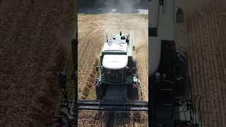Weizen Dreschen  #farming #landwirtschaft #agriculture #drohnen #fendt