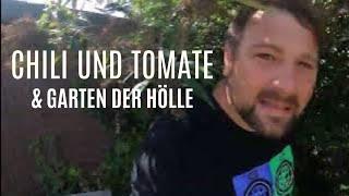 Chili und Tomaten Fail - Garten des Grauens - überall Baustelle