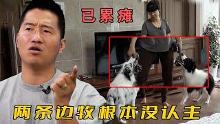 邊牧嗓門大嘴還碎，出門就跑不管主人死活，訓犬師：看我略施妙計