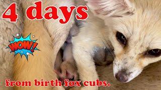 4 days from birth fox cubs.