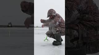  Подледная рыбалка. Крайний Север. Ямал #fishing #янао #природа