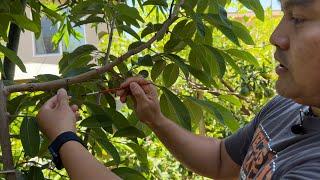 Atemoya - One of the Easiest Fruit Trees to Grow