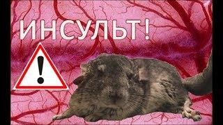 ИНСУЛЬТ у ШИНШИЛЛ! Почему возникает? Как избежать и как ЛЕЧИТЬ?