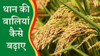 dhan ki bali badhane ka tarika ||  Dhan ki paidawar kaise badhaye #Laxmifarming