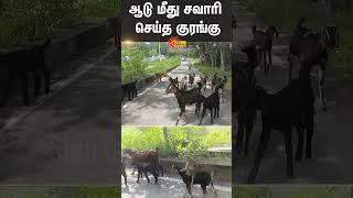 Viral Monkey Video | Goat | Krishnagiri | Sun News