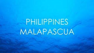 MALAPASCUA ISLAND,CEBU (PHILIPPINES). Exploring the underwater world/diving Malapascua islands/MACRO