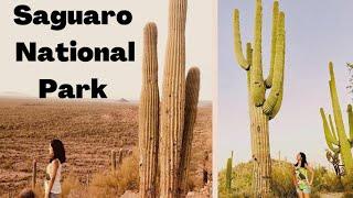 Exploring Saguaro National Park, Arizona : Tips, Things to do, Hikes and Viewpoints