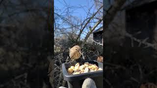 Making friends with Pine Siskins in my yard