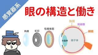 眼の構造と働き（遠近調節、散瞳と縮瞳、網膜の仕組み）