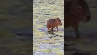 A capivarinha pegando uma caroninha ️ Por:@mignonettetakespictures.#carona #capivara #uber #fofura