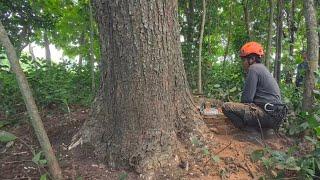 The second tree flew ‼️cut down 3 large and old trembesi trees